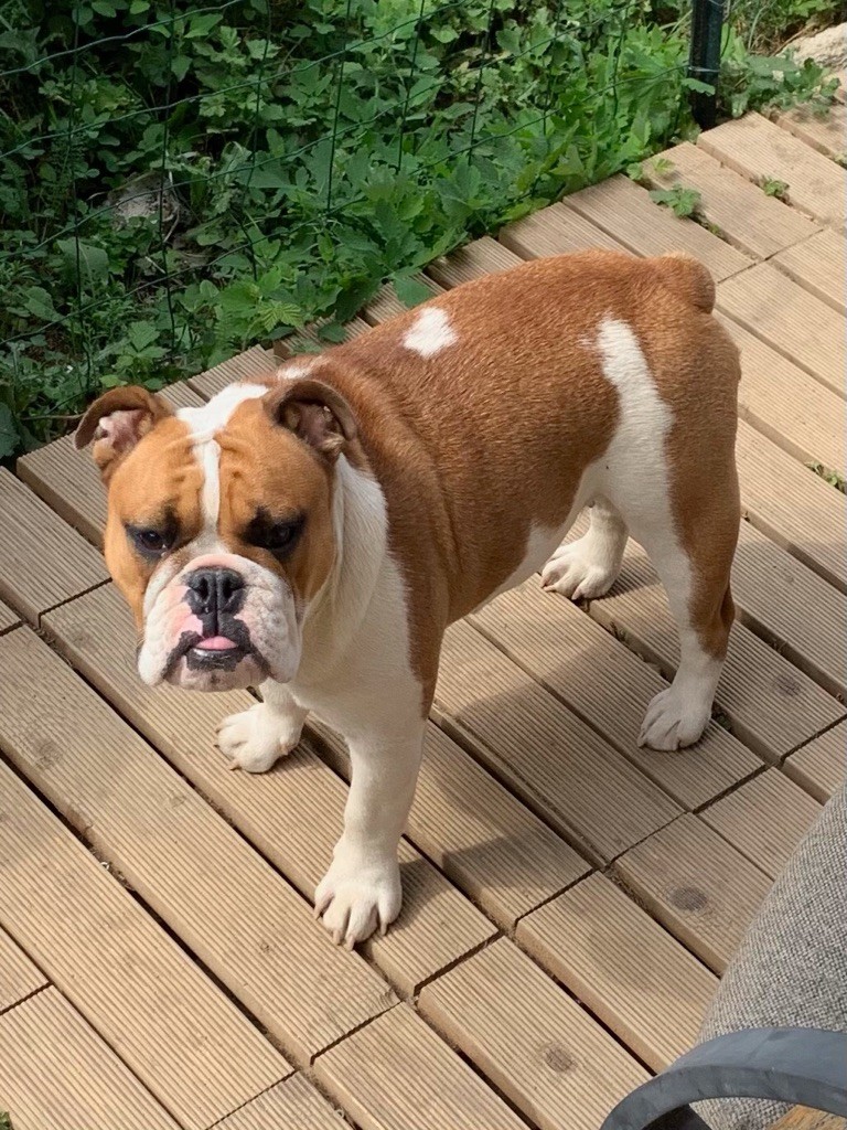 Roxy (Sans Affixe)